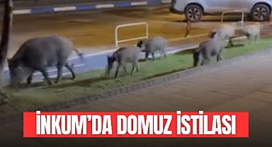 İnkum'da Domuz İstilası