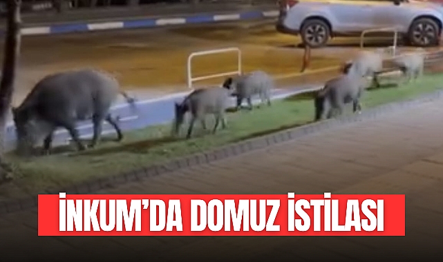 İnkum'da Domuz İstilası