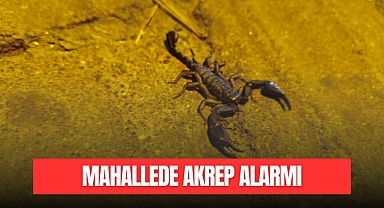 Mahallede Akrep Alarmı