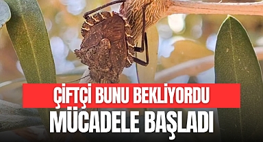 Mücadele Bartın'da Sürüyor