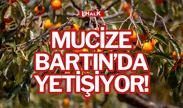 MUCİZE BARTIN’DA YETİŞİYOR!