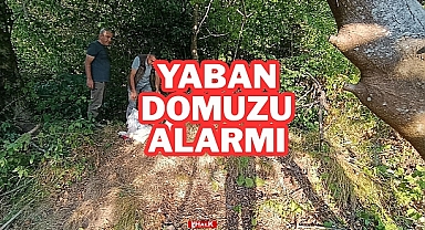 YABAN DOMUZU ALARMI