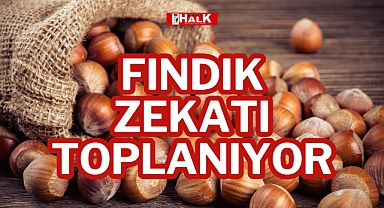 FINDIK ZEKATI TOPLANIYOR