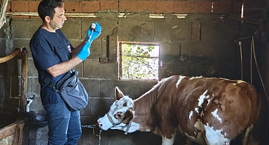 Küpeleme ve Aşılama Çalışmaları Sürüyor