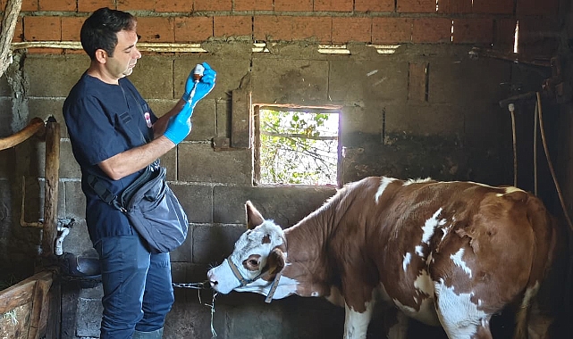 Küpeleme ve Aşılama Çalışmaları Sürüyor