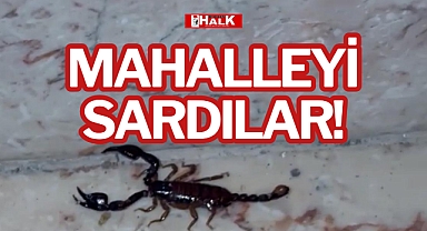 MAHALLEYİ SARDILAR!