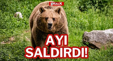 AYI SALDIRDI!