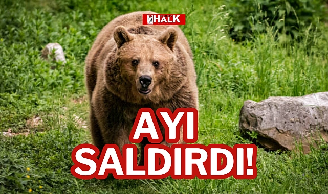 AYI SALDIRDI!