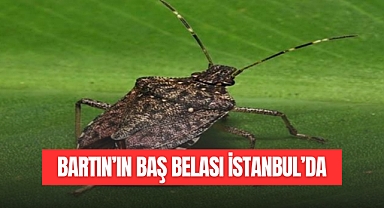 BARTIN’IN BAŞ BELASI İSTANBUL’DA