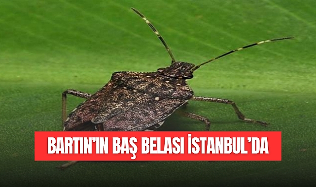 BARTIN’IN BAŞ BELASI İSTANBUL’DA
