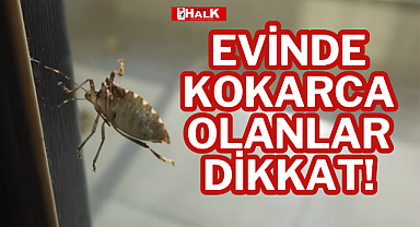 EVİNDE KOKARCA OLANLAR DİKKAT!