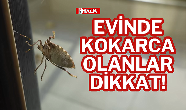 EVİNDE KOKARCA OLANLAR DİKKAT!