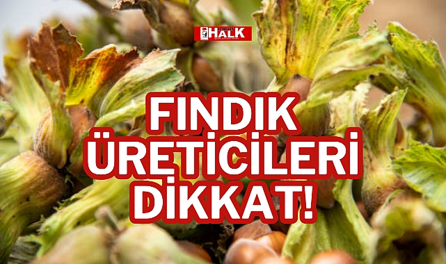 FINDIK ÜRETİCİLERİ DİKKAT!