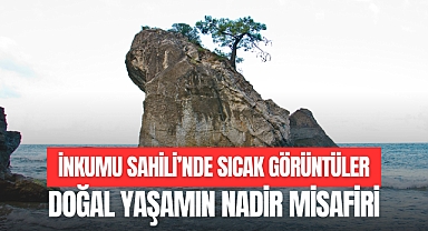 İNKUMU SAHİLİ’NDE SICAK GÖRÜNTÜLER