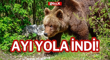 AYI YOLA İNDİ!