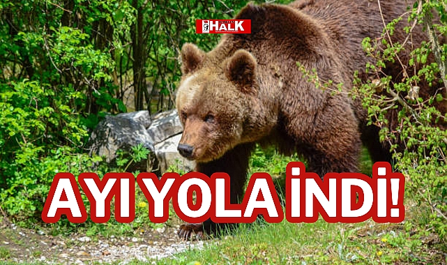 AYI YOLA İNDİ!