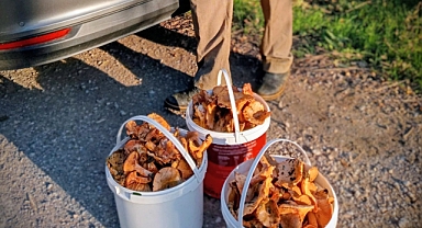 ORMANLARDA KANLICA MESAİSİ