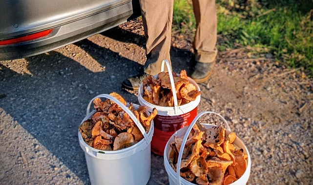 ORMANLARDA KANLICA MESAİSİ