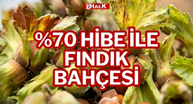 YÜZDE 70 HİBE İLE FINDIK BAHÇESİ!