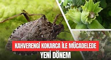 KAHVERENGİ KOKARCA İLE MÜCADELEDE YENİ DÖNEM