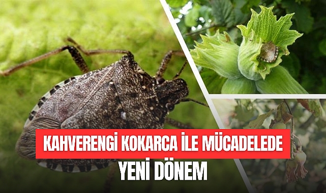 KAHVERENGİ KOKARCA İLE MÜCADELEDE YENİ DÖNEM