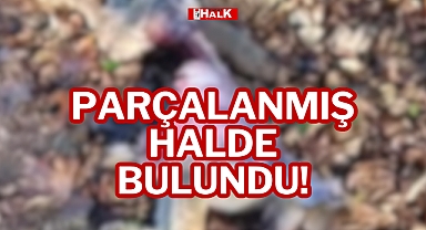 PARÇALANMIŞ HALDE BULUNDU!