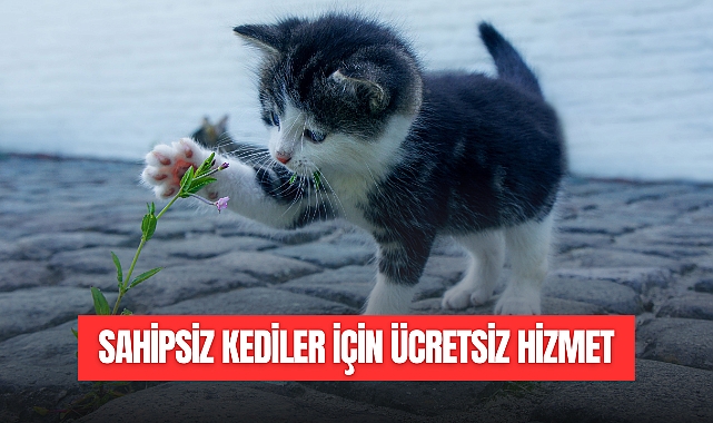 SAHİPSİZ KEDİLER İÇİN ÜCRETSİZ HİZMET
