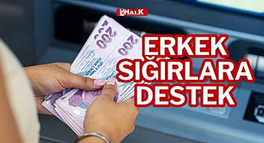 ERKEK SIĞIRLARA DESTEK
