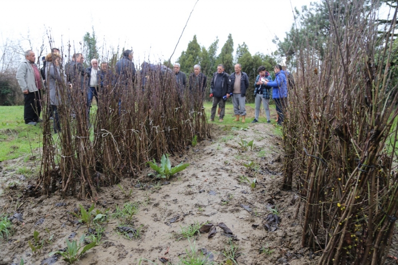 750 ceviz, 660 kızılcık fidanı dağıtıldı