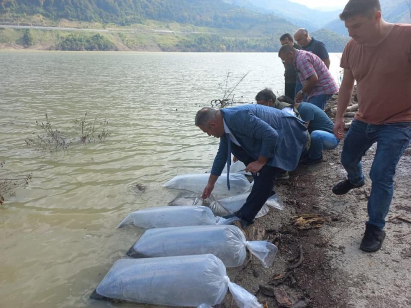 85 bin sazan yavrusu baraja bırakıldı