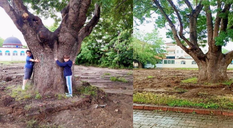 Anıt ağaçlara tescil tabelaları yerleştirildi