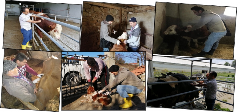 Aşılama kampanyası başlatıldı
