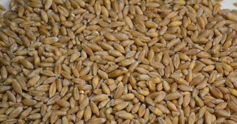 Bartın’da da “Tritikale” yetiştirilecek!