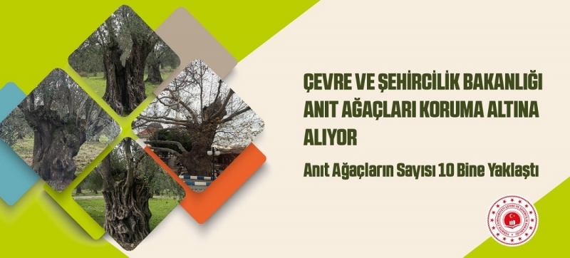 Bartın’da tescilli 8 anıt ağaç var