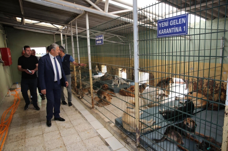 Belediye 713 köpeğin bakım ve tedavisini yaptı